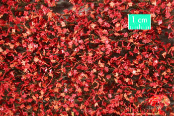 Liście klonu - późna jesień, czerwone