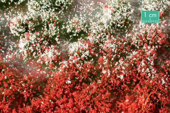 Kępki kwiatowe - czerwony biały